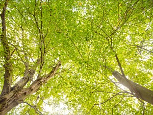 Evergreen Elm